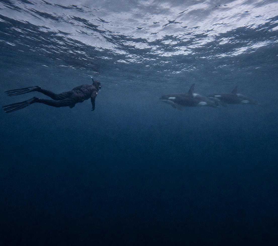 Free diver swimming alongside a pod of orcas in Arctic waters