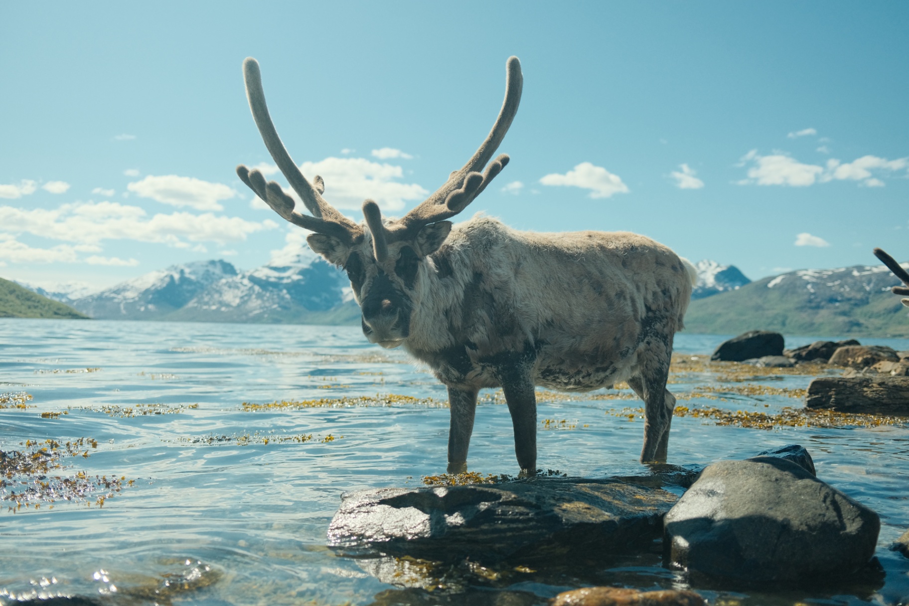 Reindeer wading in shallow Arctic water